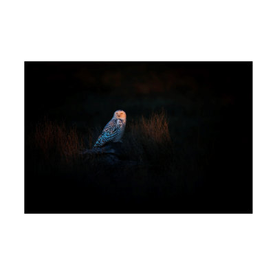 Bolog Phillip Chang The Watcher Canvas Art