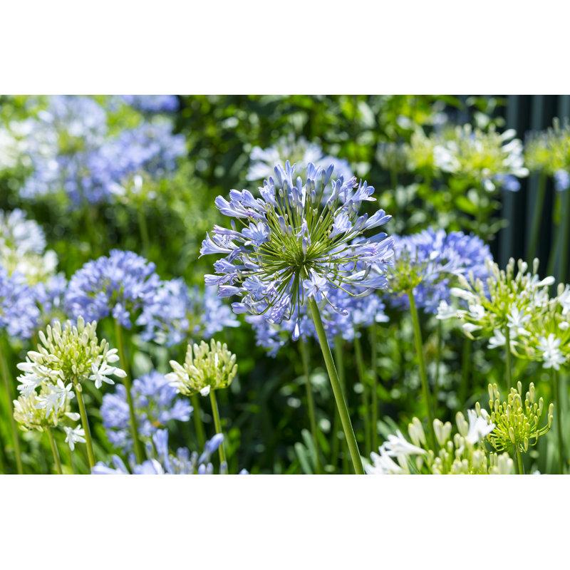 Terraza Agapanthus Africanus In Summer - Wrapped Canvas Print, 20cm H x 30cm W x 3.8cm D