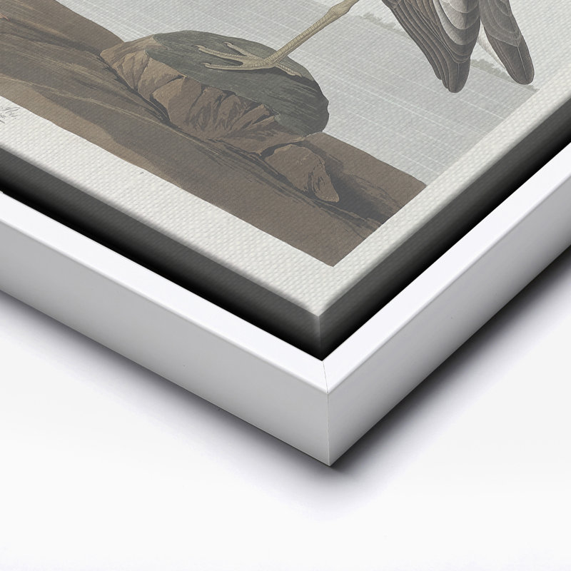 John James Audubon - Écarlate, 12"H x 16"W, Canvas, White Framed