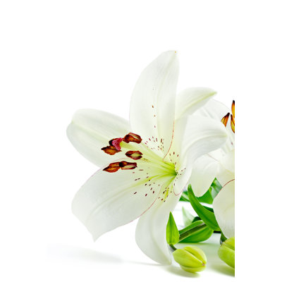 " Beautiful Lily Flowers "