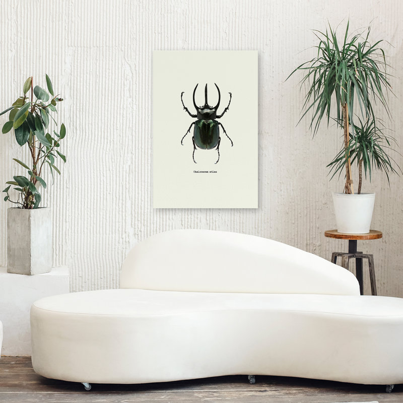 Coléoptère noir - art animaux et insectes, H 36 po x l 24 po