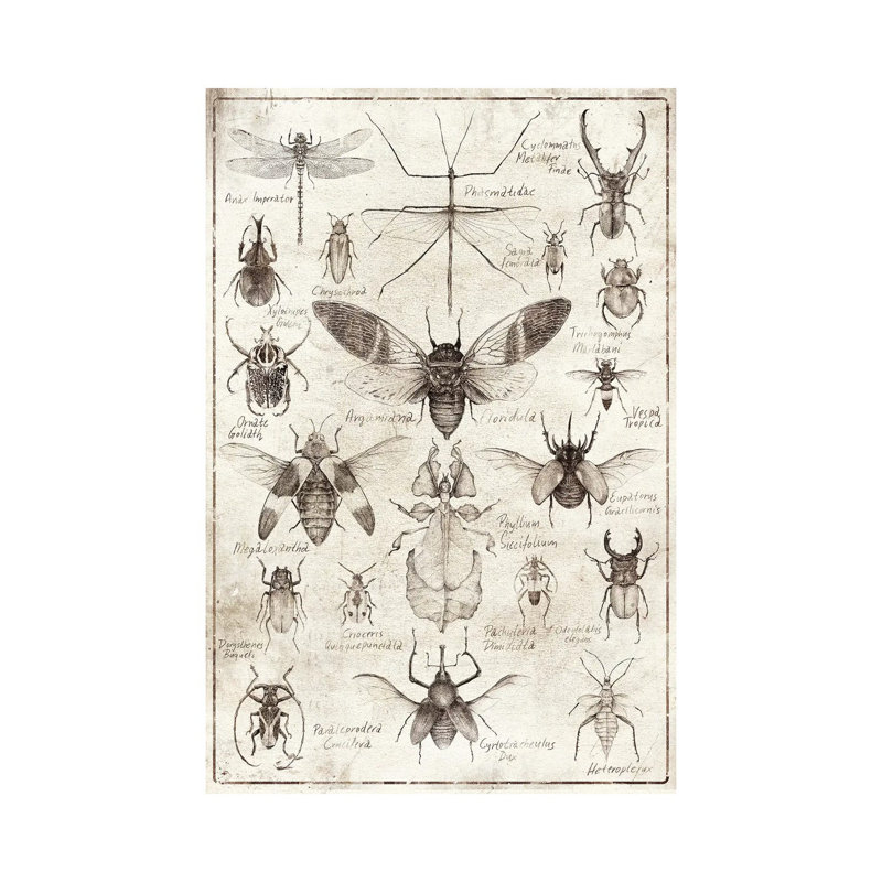 Mkb165-insectes noir et blanc, H 40 po x l 26 po x P 1,5 po