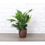 Live Peace Lily Plant in Classic Pot-49662136