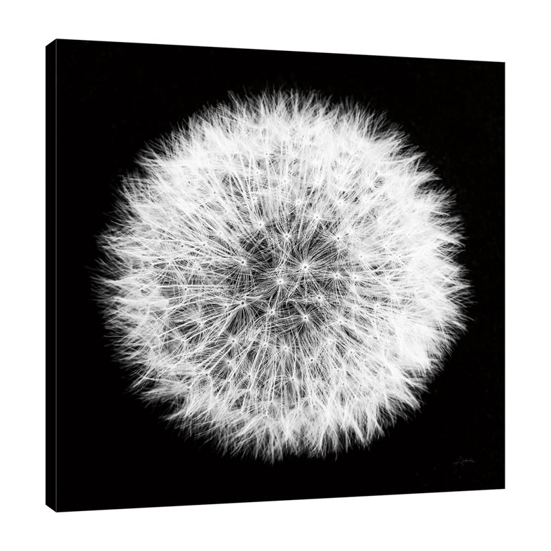 «Dandelion On Black I», toile tendue par Aledanda, H 12 po x l 12 po x P 1,5 po