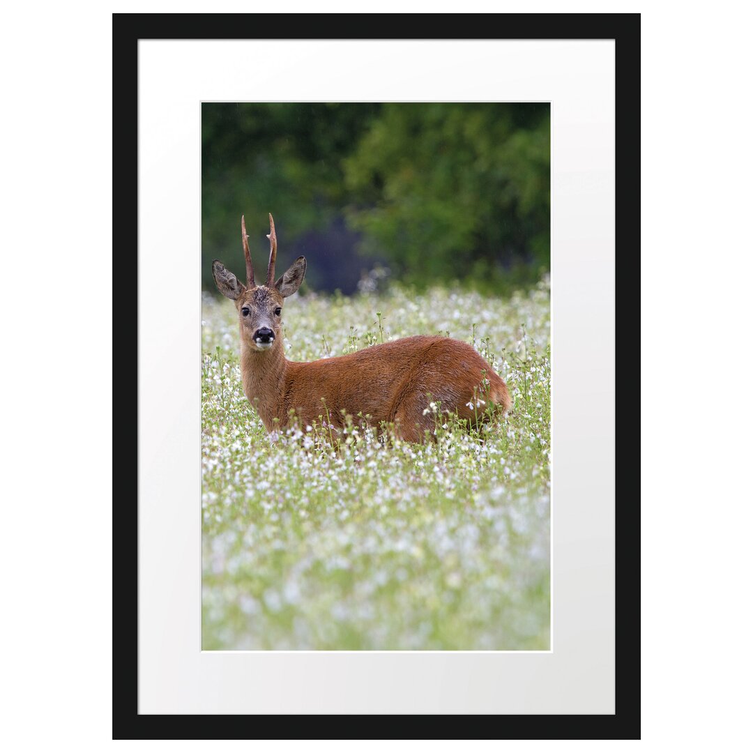 Gerahmtes Poster Junger Hirsch auf Wildwiese