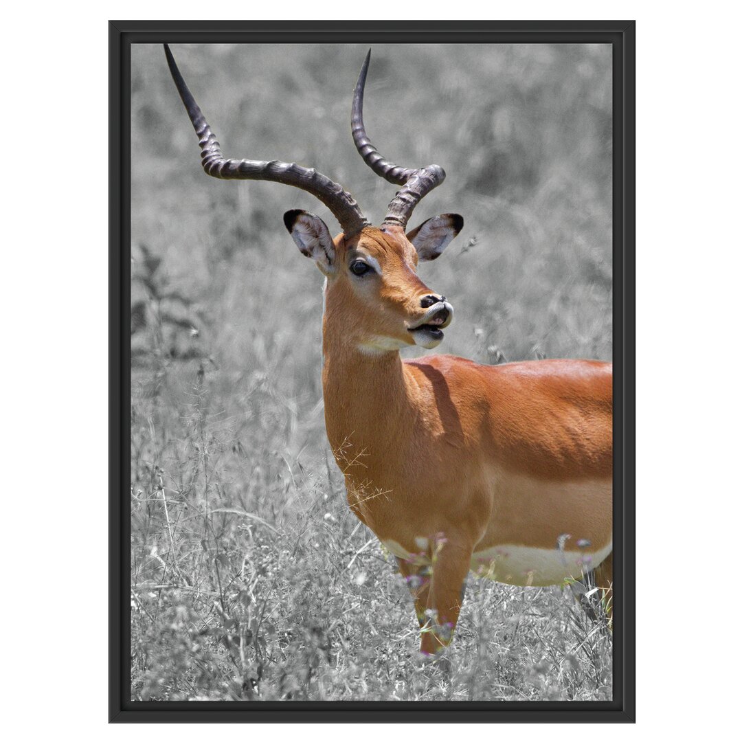 Gerahmtes Wandbild DorkasgazelleWildgras