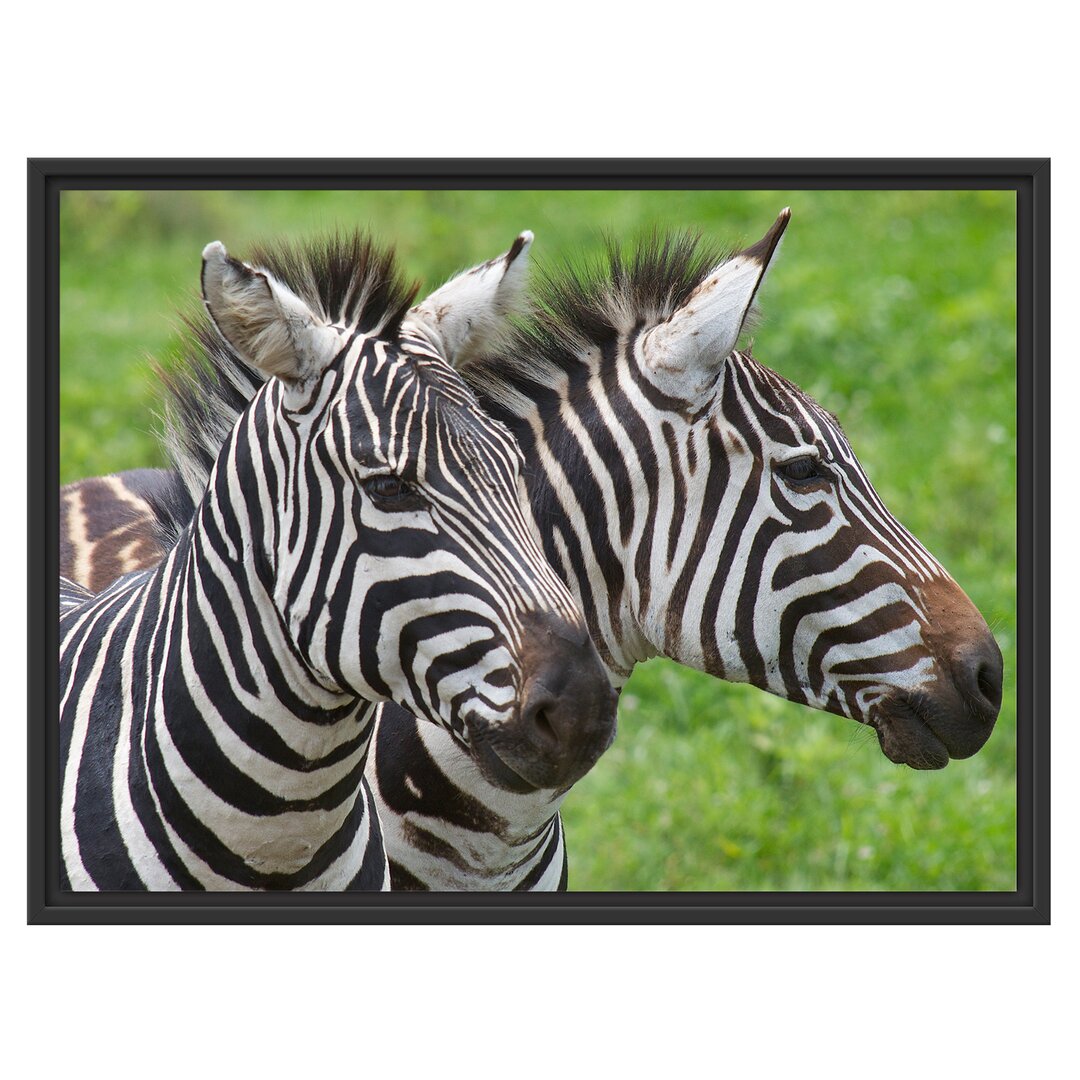 Gerahmtes Wandbild schönes Zebrapaar