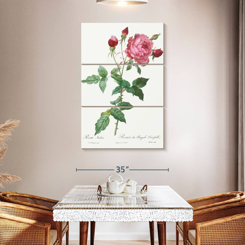 Provence Rose Rosa Indica de Les Roses