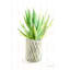 «Desert Greenhouse XIX» par Danhui Nai - reproduction imprimée-915632529-887805997