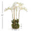 Conservatory Phalaenopsis Bowl Drop-in