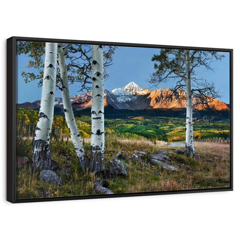 Wilson Wilson avec trembles au premier plan, Cadre flottant noir, 13 po x 9 po