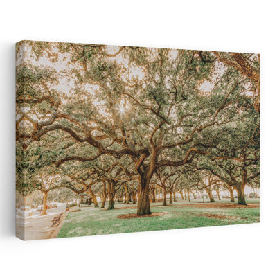 Low Country Oaks II, art contemporain de paysage de chêne abstrait