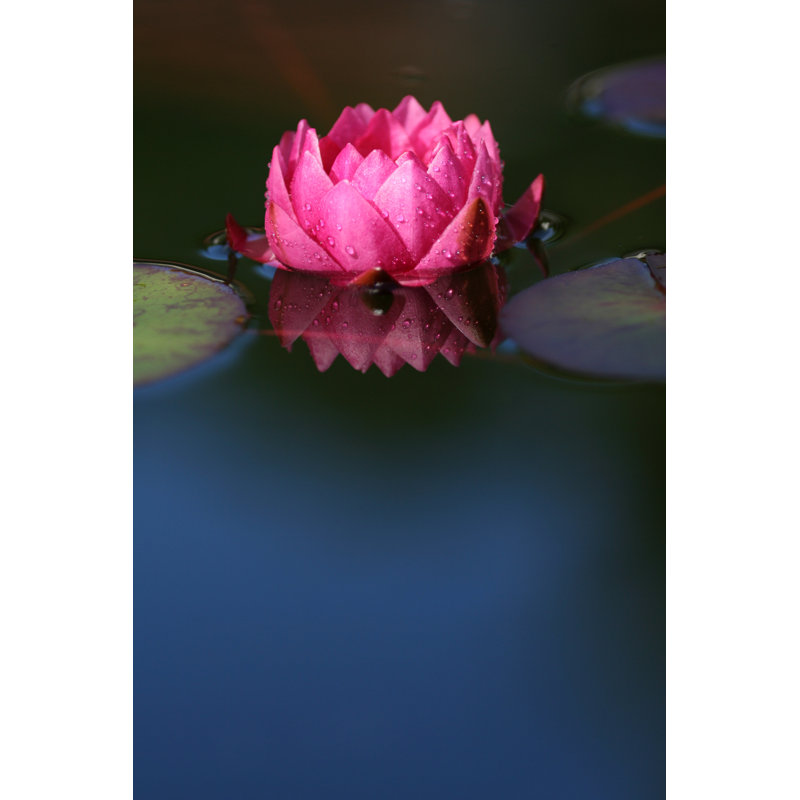 Pink water lily, 76cm H x 51cm W