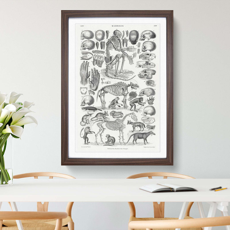 Study of Mammals LXX by Oliver Goldsmith - Framed Print, 87cm H x 62cm W x 2cm D, Walnut Framed