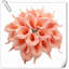 Arrangement Lillies-623490078-623490075