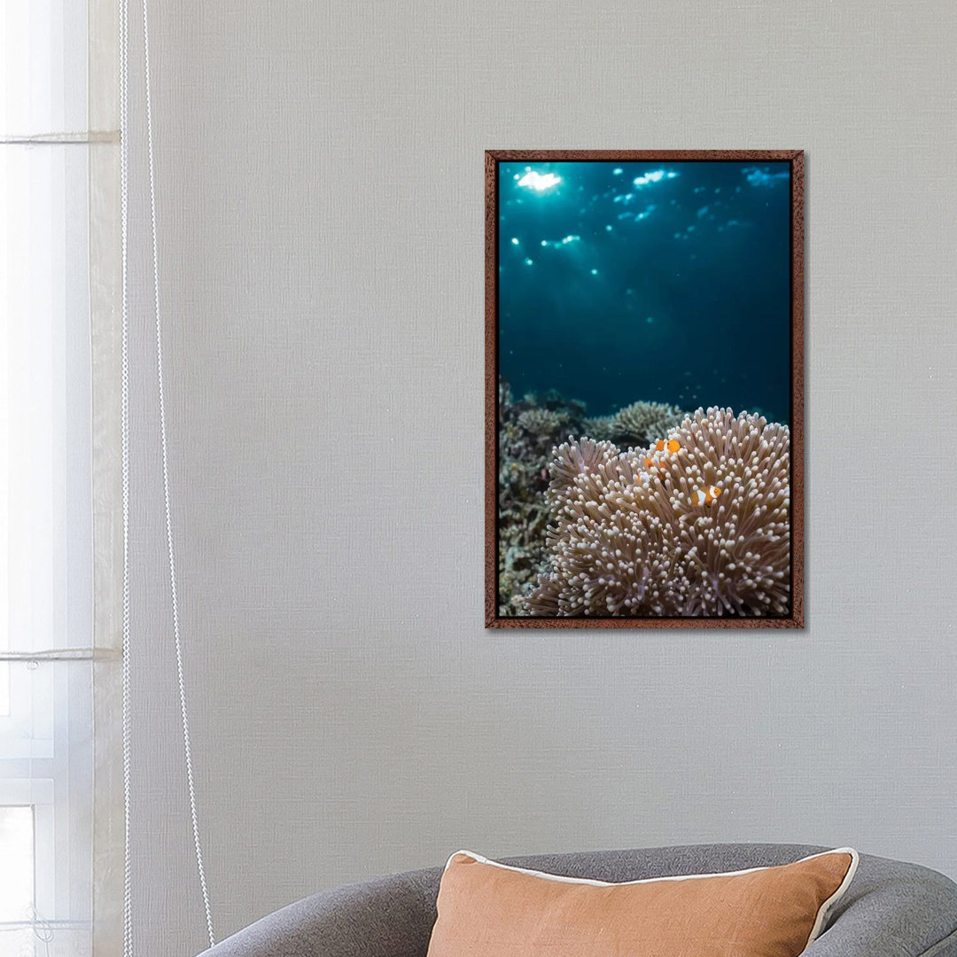 Rays From The Setting Sun Shining On An Anemone With A Pair Of Clownfish von Mathieu Meur - Gallery-Wrapped Canvas Giclé...