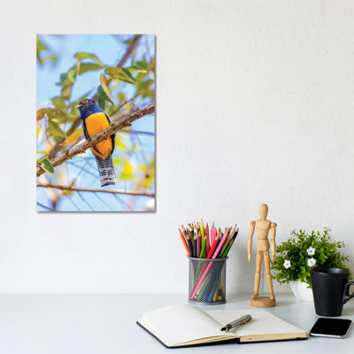 " Central America, Costa Rica. Male Gartered Trogon " by Jaynes Gallery