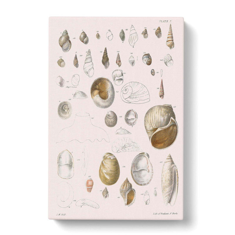 Types Of Seashells PL. 7 by J.E. De Kay - Wrapped Canvas Painting, 60cm H x 40cm W x 3cm D