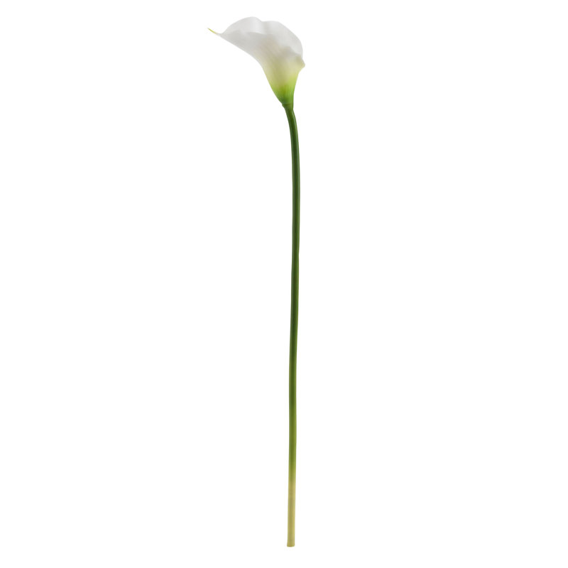 Tige Calla Lielies, Crème