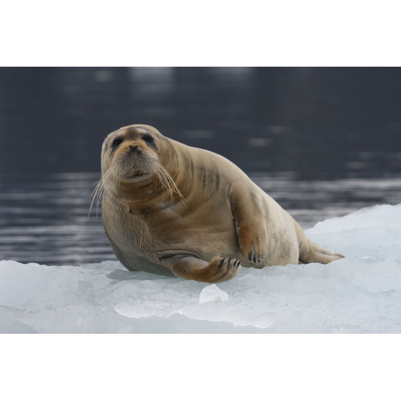 " Bearded Seal Relaxing " by Pum Eva, 8" H x 12" W