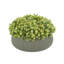 Composition de Sedum dans un pot en fibre de pierre-93415609