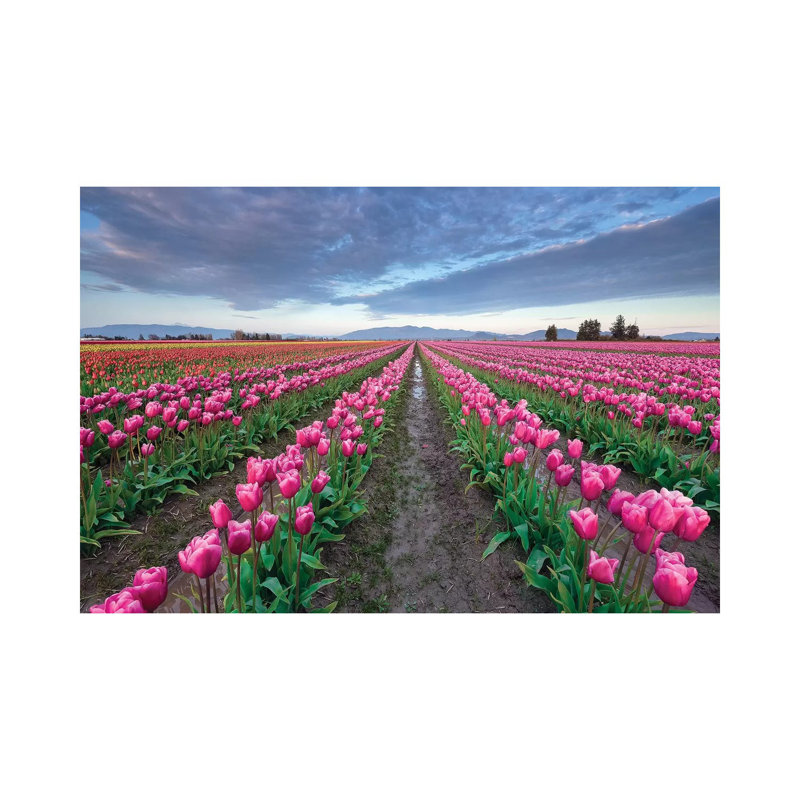 Skagit Bloom, Skagit Valley, Washington by Jim Nilsen - Wrapped Canvas Print, 45.72cm H x 66.04cm W x 1.91cm D
