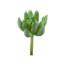 Tige de plante grasse