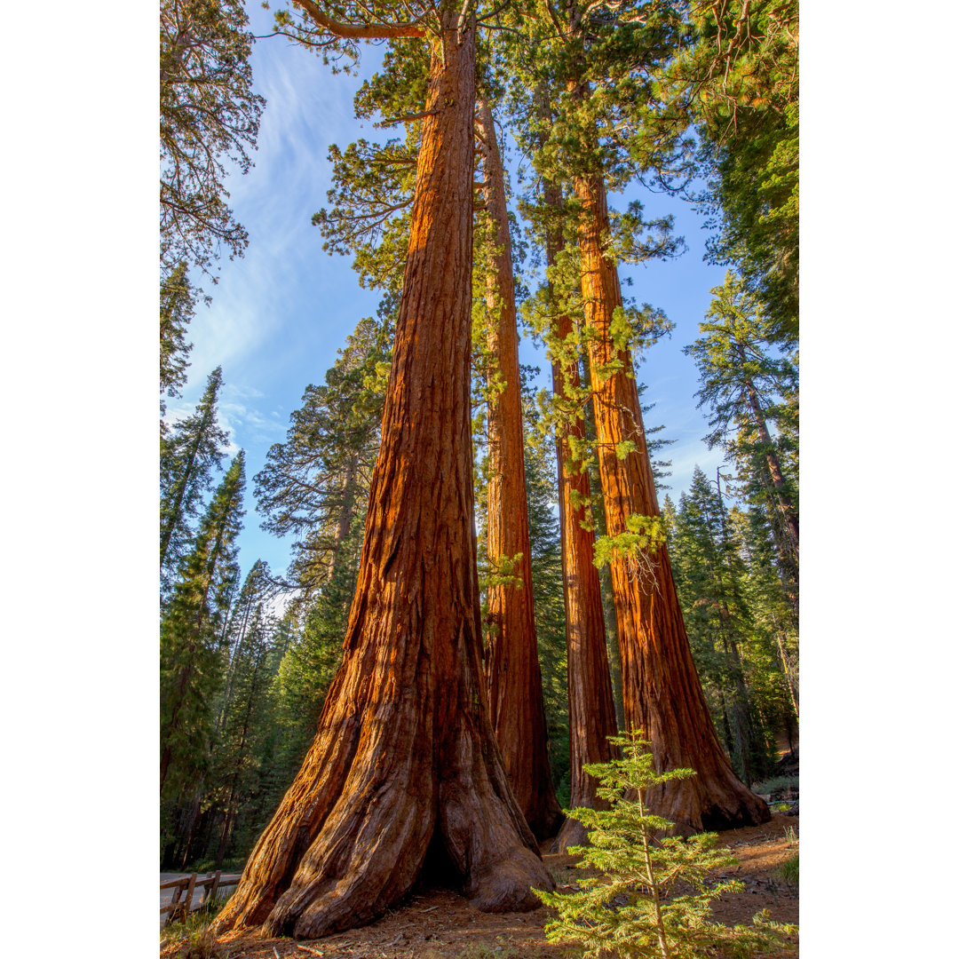 Leinwandbild Giant Sequoia, Mariposa Grove Trees von Scott Walton