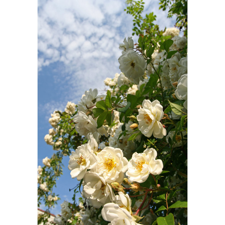 White Rose Bush by ROMAOSLO - No Frame Print on Canvas