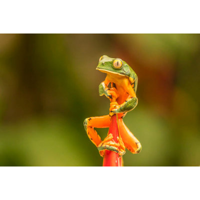 Costa Rica La Paz River Valley La Paz Waterfall Garden Captive Splendid Leaf Frog On Heliconia Source: Cathy & Gordon Illg / Jaynes Gallery