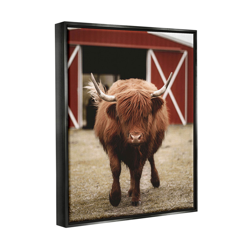 «Trots Highland», photo sur toile flottante, Cadre flottant noir de jais, H 21 po x l 17 po x P 1,7 po