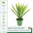 24 " H Faux Yucca Succulent in Plastic Planter