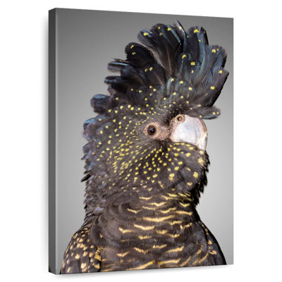Tête de cacatoès noire Brampt