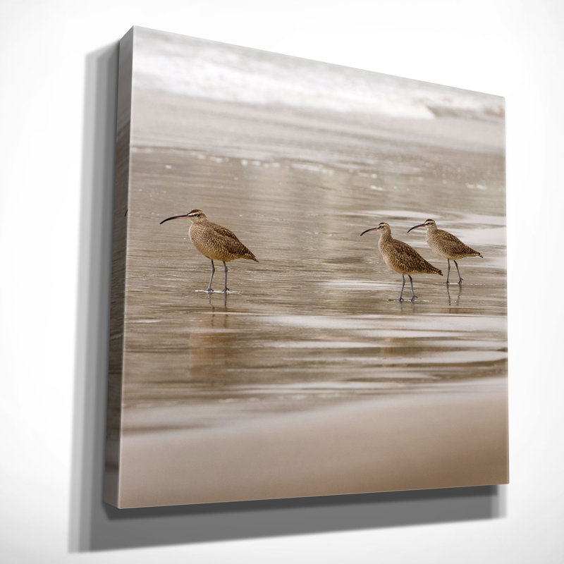 « shore oiseaux i » par danita delimont reproduction, reproduction de photo sur toile tendue, H 24 po x l 24 po x P 1,5 po