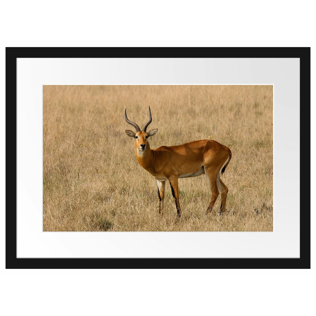 Gerahmtes Poster Dorkasgazelle im trockenen Gras