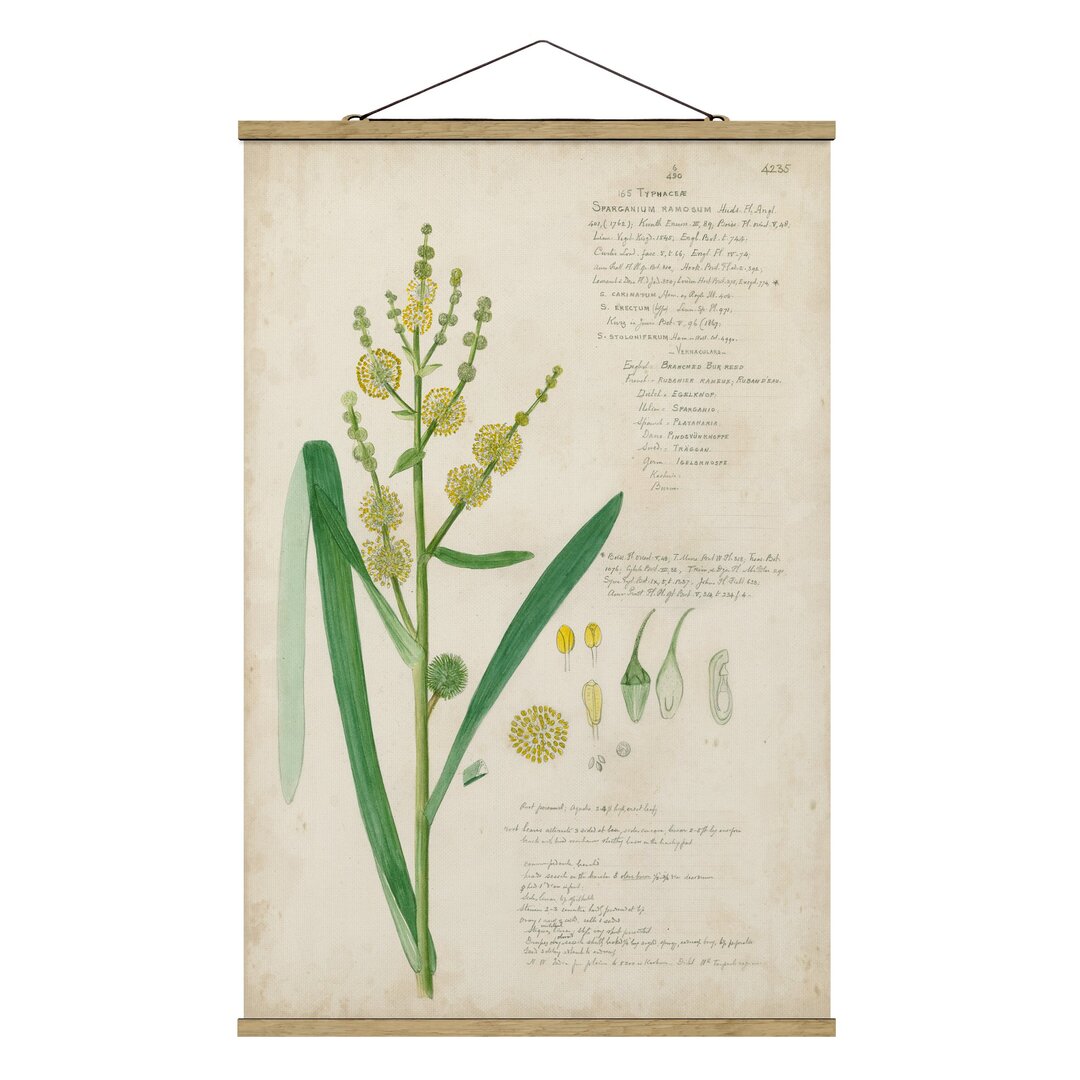 Stoffbild Vintage Botany Drawing Grasses