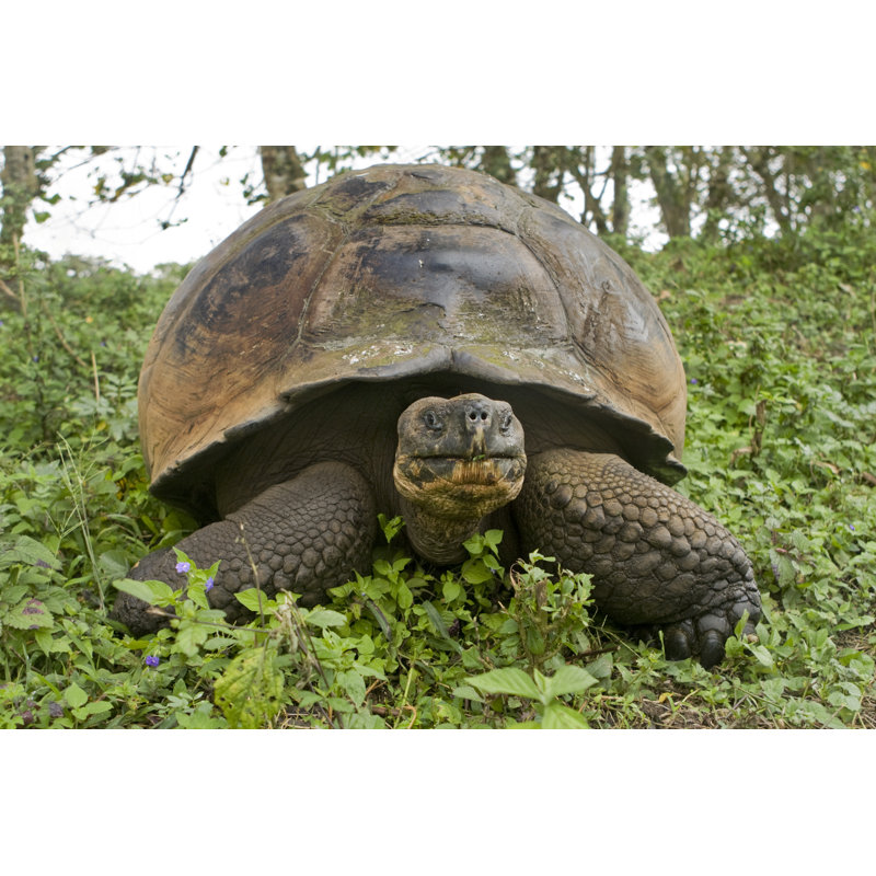 Giant Galapagos Tortoise by PhotoBlueIce - Wrapped Canvas Print, 20cm H x 30cm W