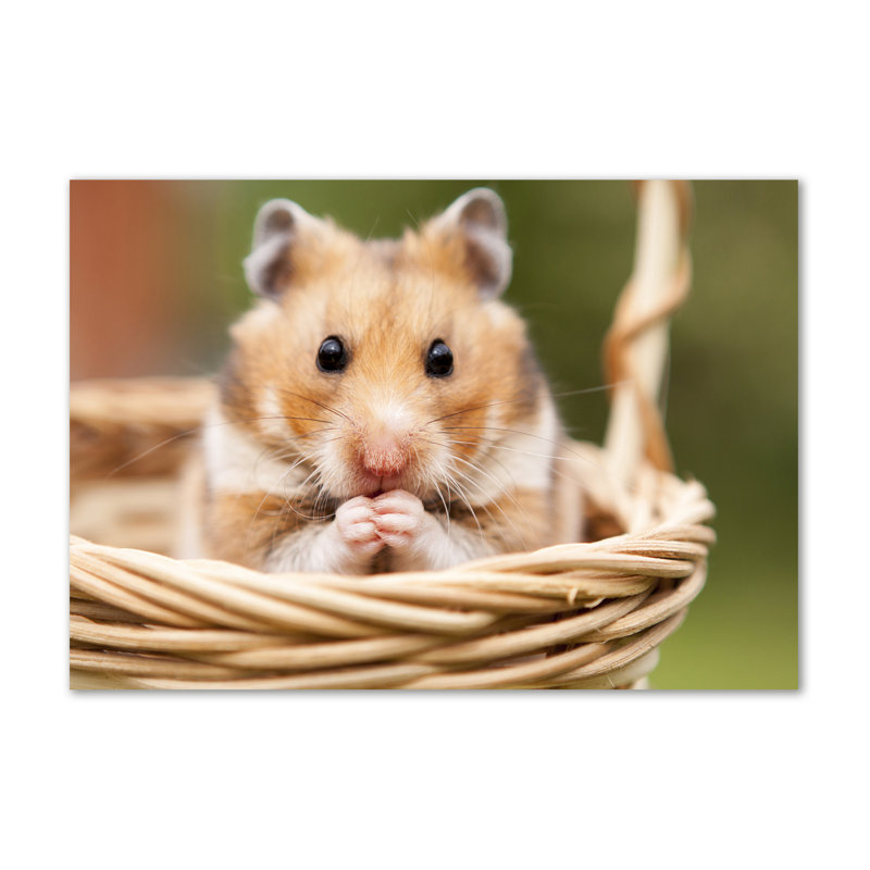Hamster In The Basket - Wrapped Canvas Print