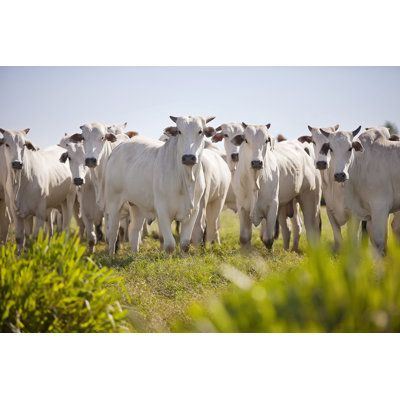 Nellore Cattle Grazing by Erich Sacco - Wrapped Canvas Print