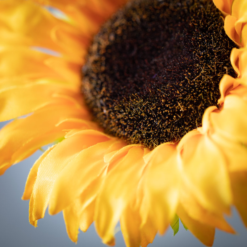 Sprays de tournesol