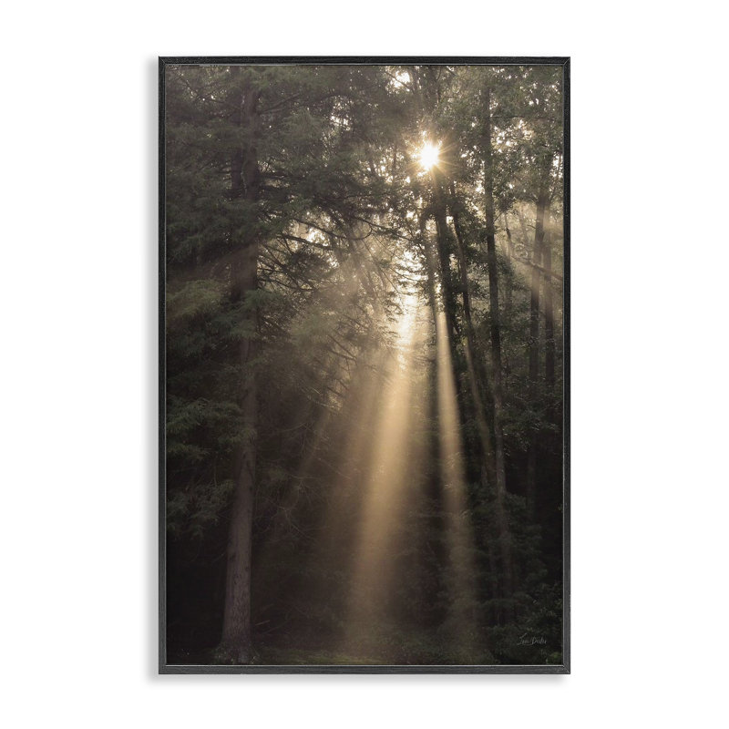  Lumière du soleil à travers l'arbre, art de la giclée encadrée par Lori Deiter, H 18 po x l 12 po