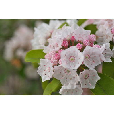 Kalmia - photographie sur toile tendue