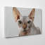 Sphynx Cat - Wall Art-19093371
