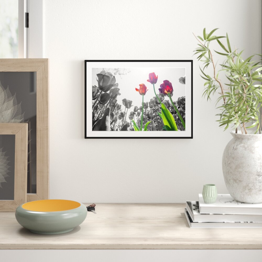 Tulpenfeld aus der Froschperspektive Gerahmtes Fotokunstposter