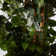 72'' Faux Ficus Tree in Pot