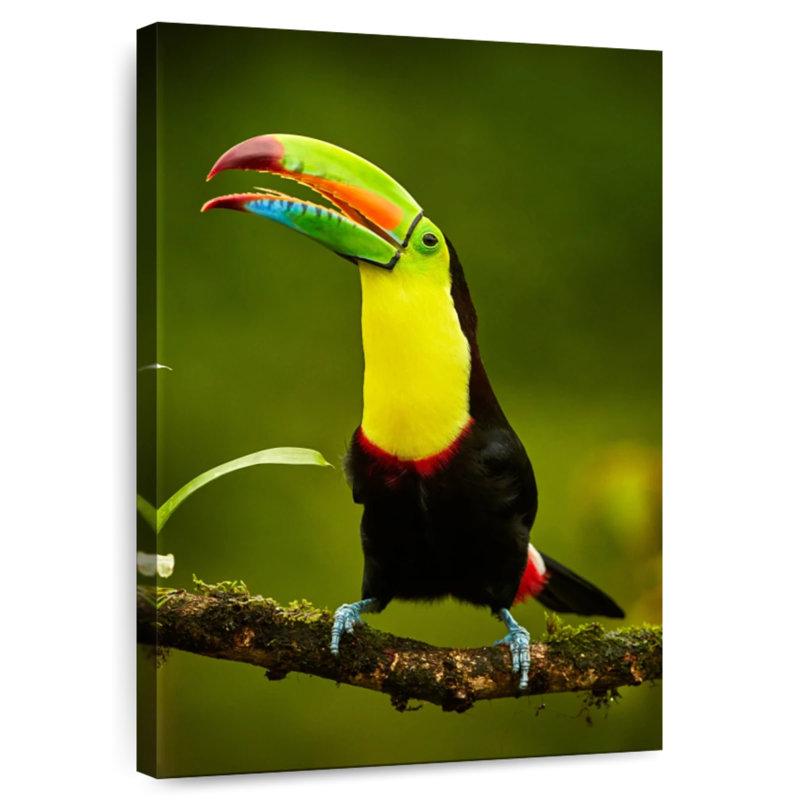 Brampt Rainbow Billed Toucan, 45" H x 30" W