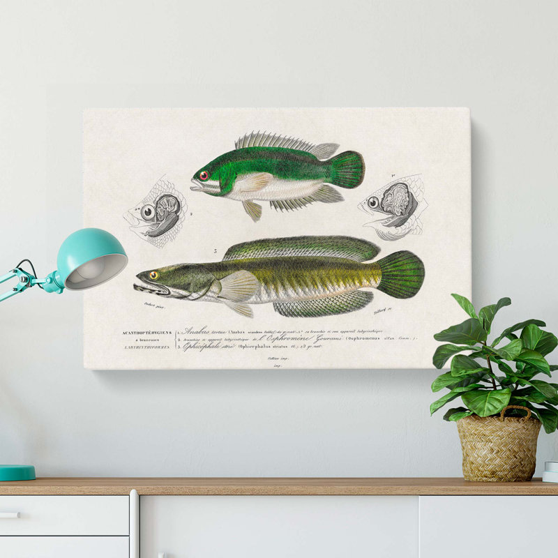 Green Fish Illustrations by Charles D' Orbigny - Wrapped Canvas, 40cm H x 60cm W x 3cm D