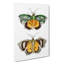 Hypermnestra Moth by George Shaw - Wrapped Canvas-55360471