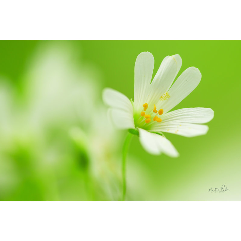Stellaria Holostea par Martin Podt - reproduction, H 8 po x l 12 po, Toile tendue