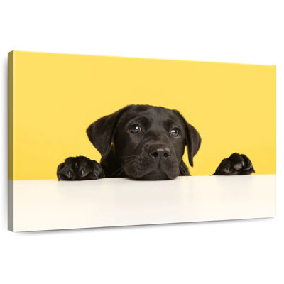 Cute Black Lab